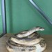 Real Python Taxidermy Mount - Etsy