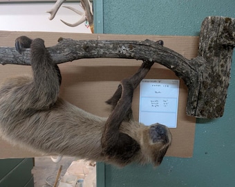 FHPAT158 - New Adult Sloth Taxidermy Mount Full Body
