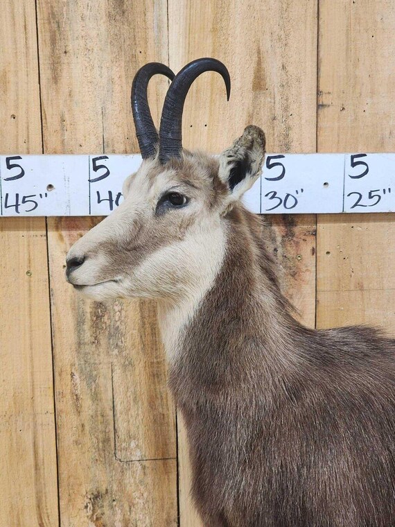 Alpine Chamois Full Body Taxidermy Mount FH36 - Etsy