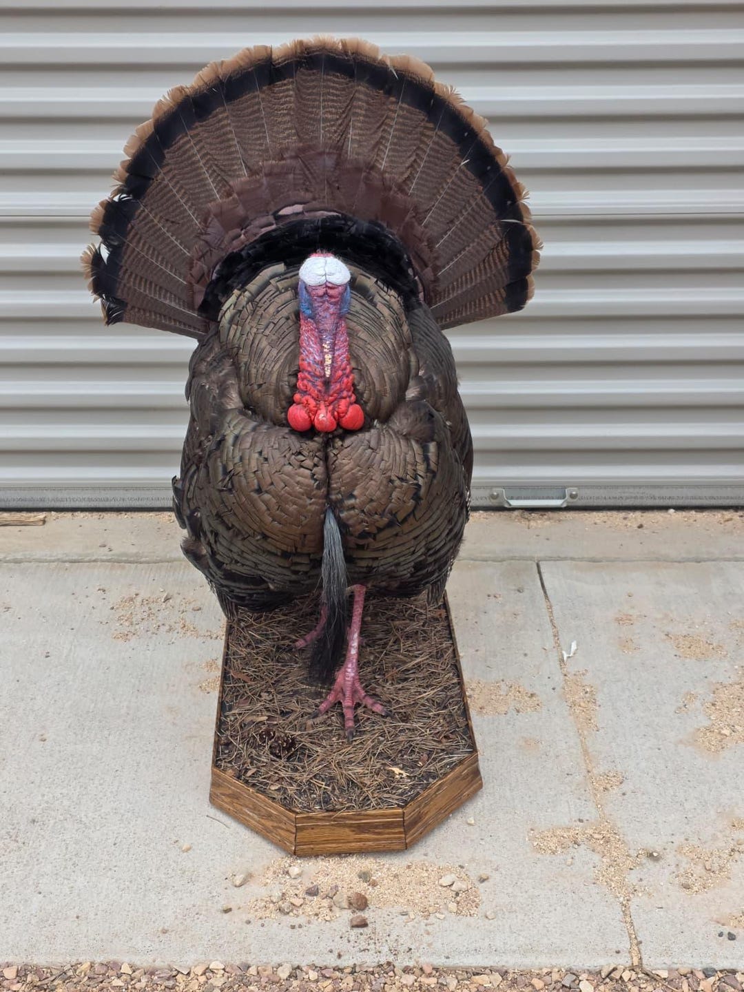 Fhcm82a - Strutting Turkey Taxidermy Mount – 92.8” Majestic Display - Etsy