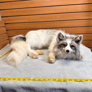 May include: A taxidermied fox with a cream and gray coat, lying on a gray surface. The fox's tail is long and fluffy. A yellow measuring tape is placed near the fox, with measurements from 12 to 29 inches.