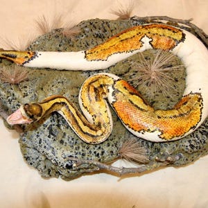 May include: A taxidermy snake with a white body and vibrant orange and black patterned scales along its back. The snake is coiled in a resting position on a textured, mossy green rock base decorated with small, thin, brown twigs and wispy fibers.