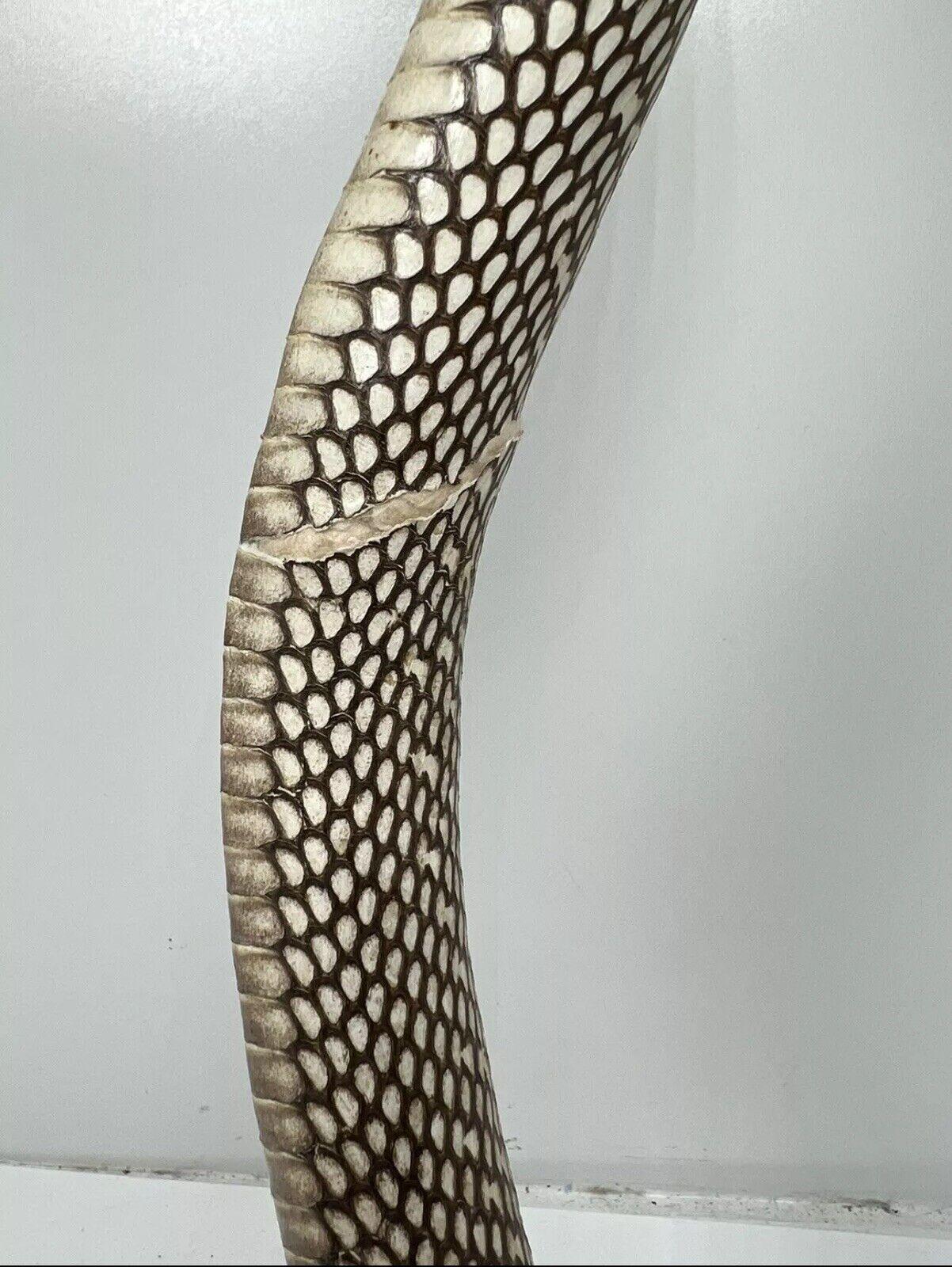 Réplique Monture Taxidermie Serpent Cobra - Décoratif, Neuf, Marque Buffalo Shop