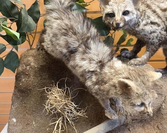 May include: A taxidermied kit fox display. The fox has a light brown and gray coat with dark markings. It is posed on a rock with a branch and dried grass. Green leaves are in the background.