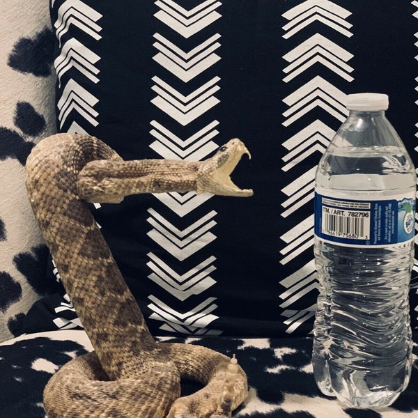 Rattle Snake Taxidermy Mount