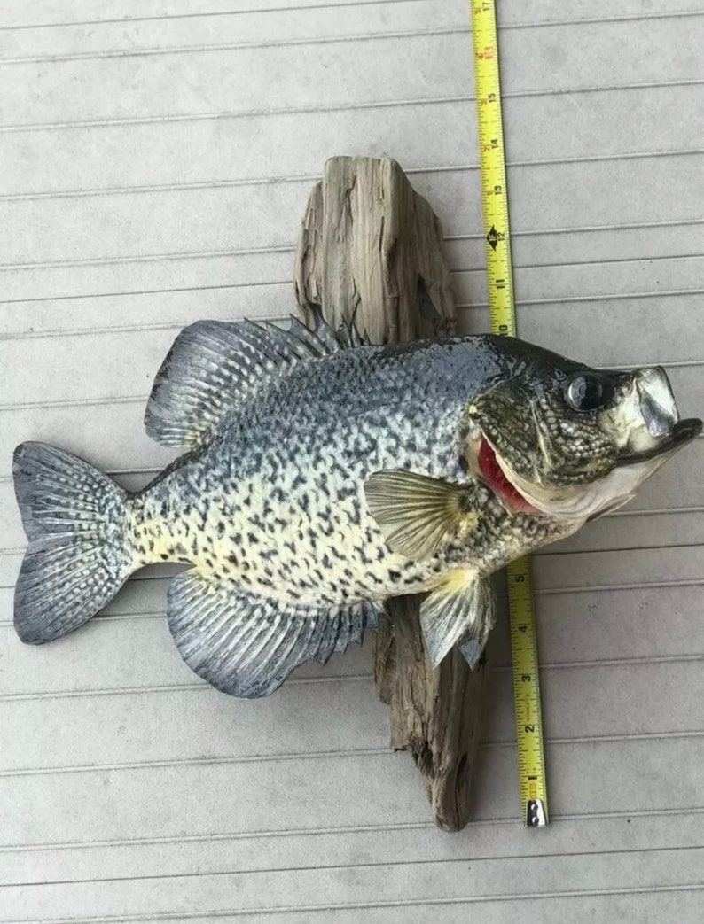 Beautiful Crappie Fish Taxidermy Wall Mount Wildlife Real Skin Etsy