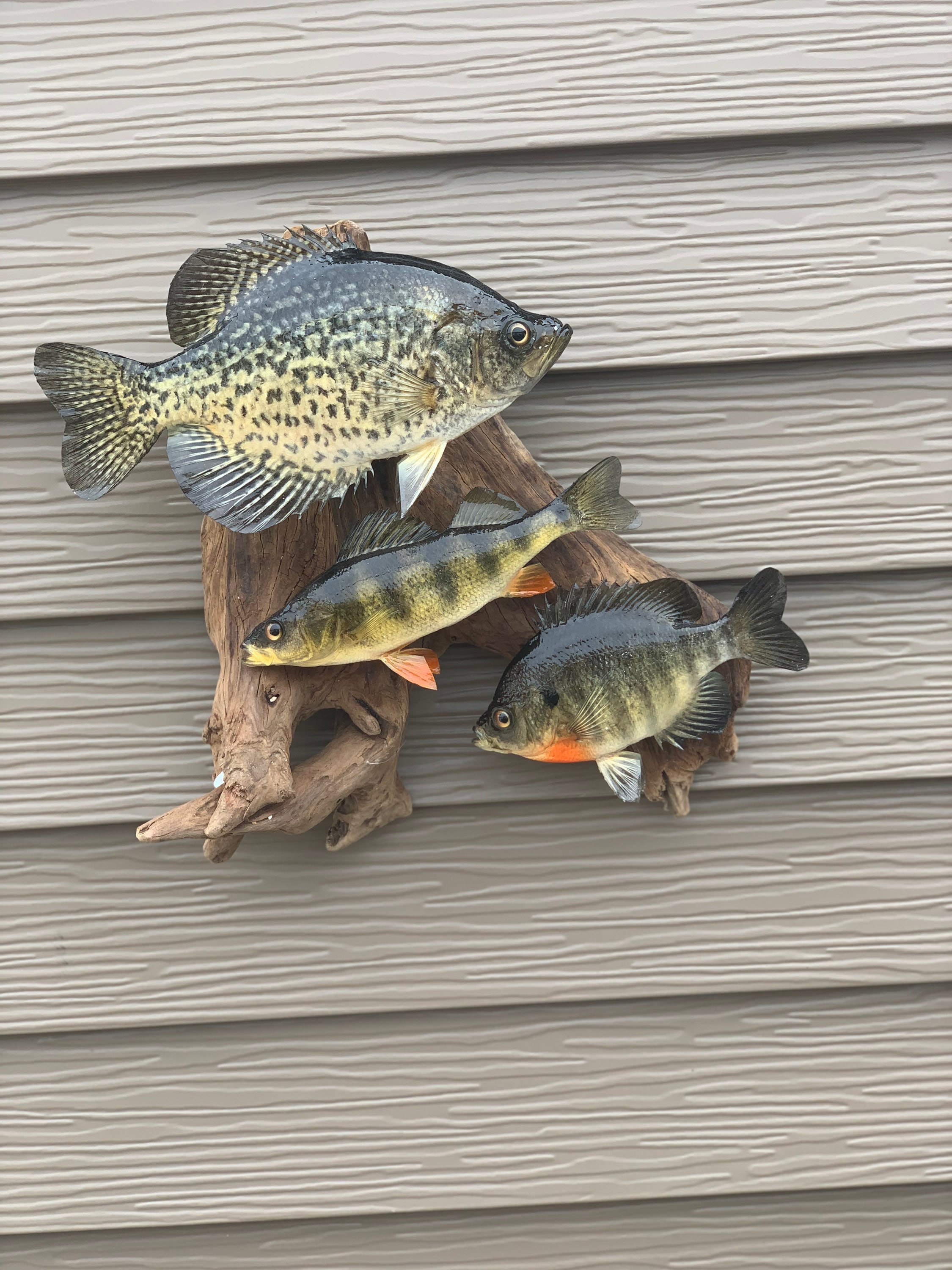 Crappie Mounts for sale Only 3 left at 65