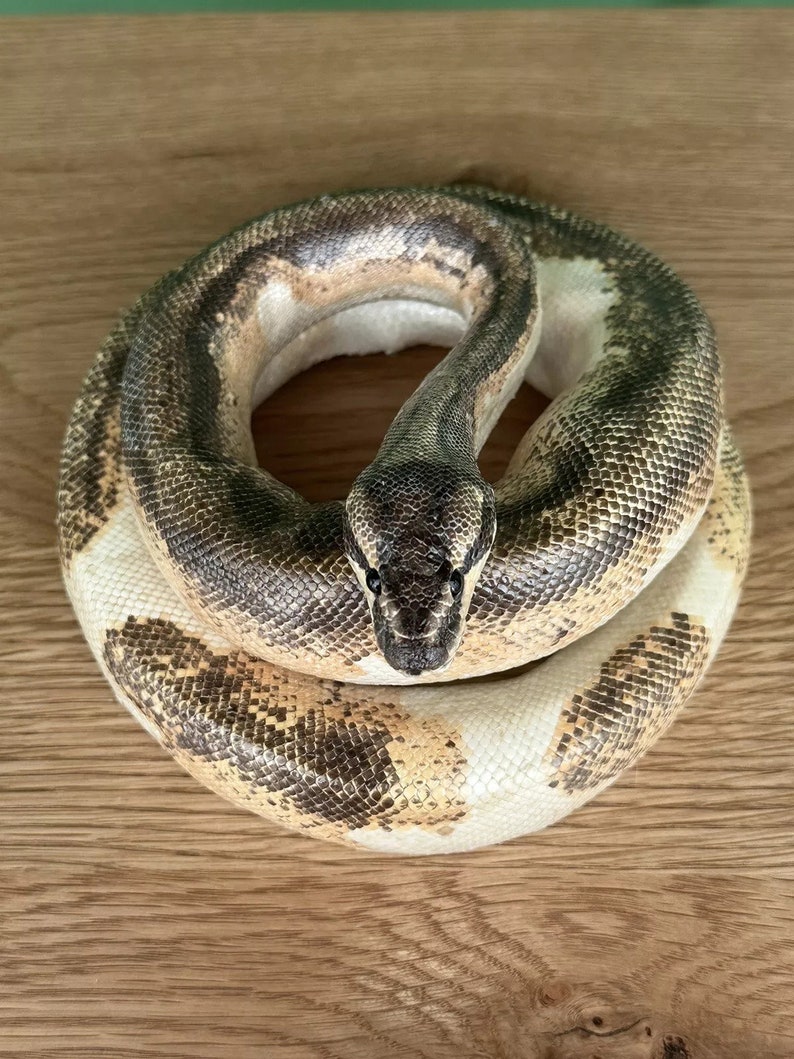 Real Python Taxidermy Mount - Etsy