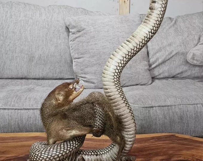King Cobra Mongoose Fighting Taxidermy Standing Mounted Hunting Snake