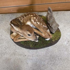 May include: A taxidermied fawn, lying curled up on a circular base covered in green moss. The fawn has brown fur with white spots and is positioned next to a piece of wood. The base is set on a light gray surface.