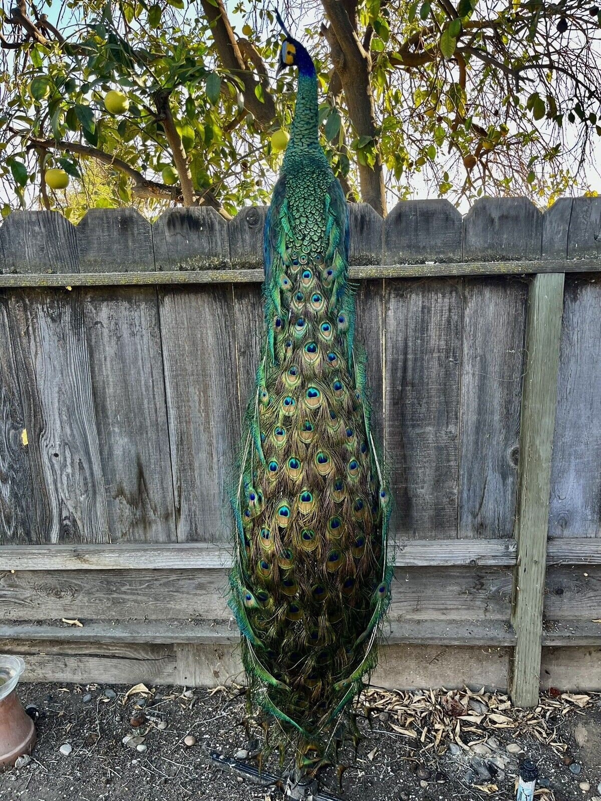 Stuffed peacock cheap for sale