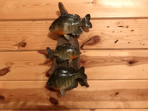 Beautiful Sunfish Bluegill Panfish Small Fish Taxidermy Wall Mount Art  Wildlife