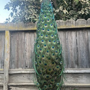 May include: A peacock with its long tail feathers folded vertically, displaying a dense pattern of iridescent green and blue eyespots. The bird has a slender neck with shimmering teal plumage and a small crest atop its head, standing upright.