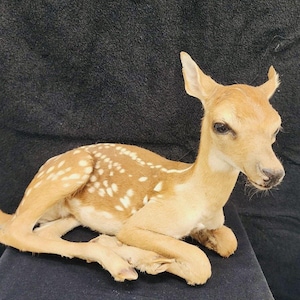 May include: A taxidermied fawn, lying down with its legs tucked beneath its body. The fawn has light brown fur with white spots on its back and sides. Its ears are perked up, and it has a dark nose and eyes.