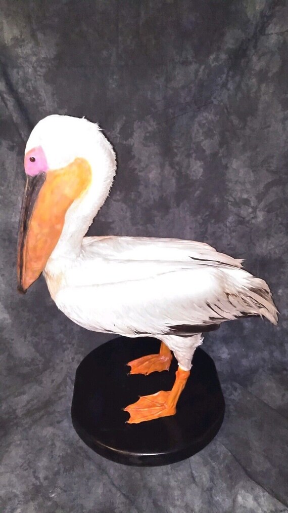 African Pelican Taxidermy Mount - Etsy
