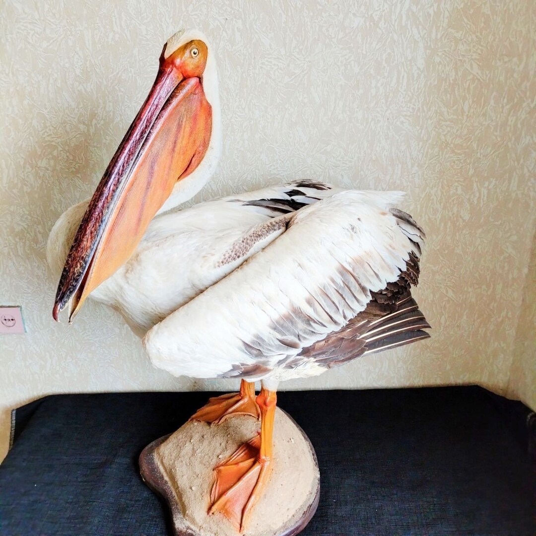 African Pelican Taxidermy Mount - Etsy