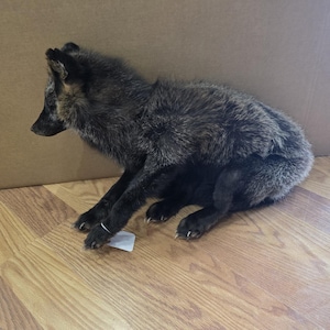 Fh2225 - Soft Mount Posable –  Flexible Taxidermy Mount | Realistic Wildlife