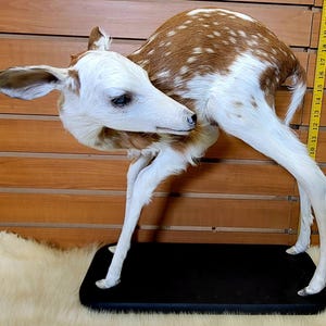 May include: Taxidermied fawn with white and brown spotted fur, posed on a black base. The fawn's head is white, with brown fur around the neck and back. The animal is positioned with its leg bent, showcasing its delicate features.