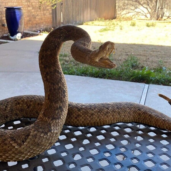 Large Real Rattle Snake Taxidermy Mount