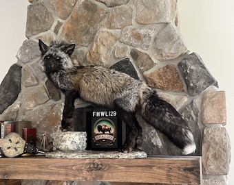 FHWL129 - Premium Silver Fox Taxidermy Full Body Mount