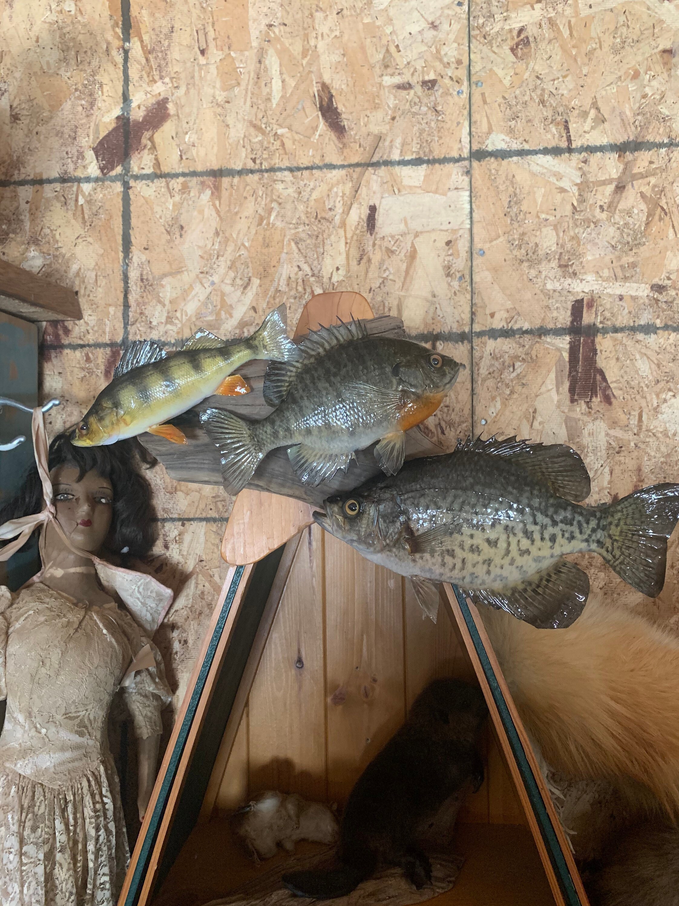 Buy Beautiful Sunfish Crappie Perch Fish Taxidermy Wall Mount Art Wildlife  Online in India 