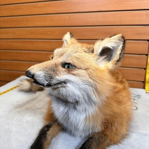 May include: A taxidermied red fox with a white chest and black paws. The fox has a long snout, pointed ears, and green eyes. It is lying on a light gray surface, with a yellow measuring tape visible.