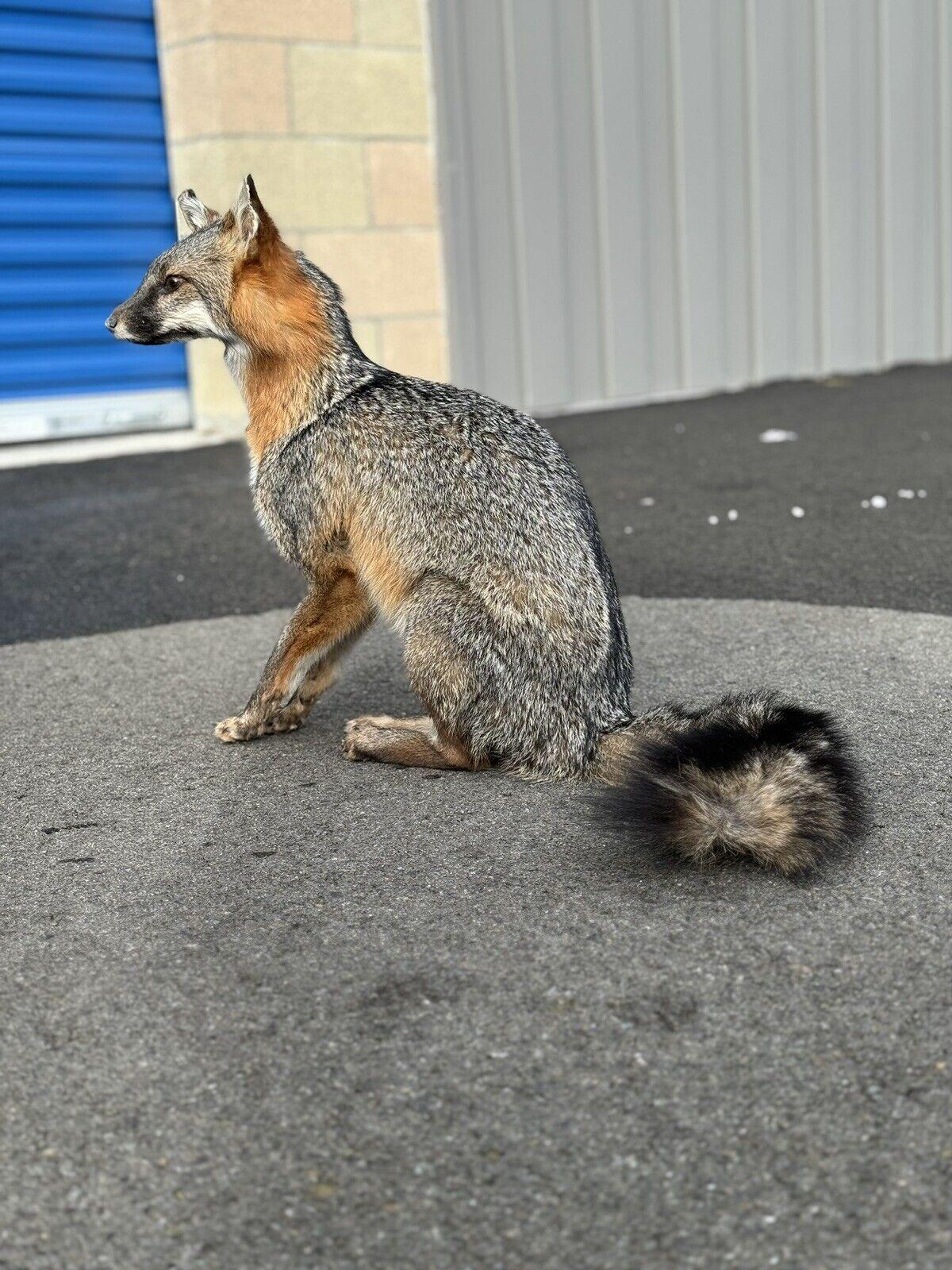 Grey Fox Taxidermy Full Body Mount Prime Fur - Etsy