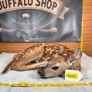 May include: A taxidermied fawn with brown fur and white spots, lying on a gray surface. A yellow measuring tape is stretched across the bottom. A tag that reads "FHDEERS" is attached to the fawn. A banner that reads "BUFFALO SHOP" is in the background.