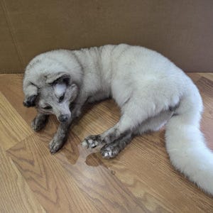 Fhsft102 - Soft Mount Posable –  Flexible Taxidermy Mount | Realistic Wildlife