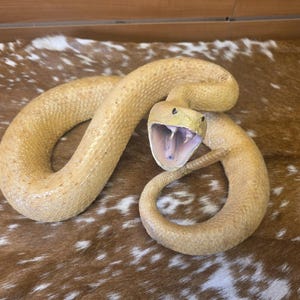 May include: A tan-colored rattlesnake figurine with a textured, scaly surface. The snake is coiled in a defensive posture with its mouth wide open, revealing a purple interior and visible fangs. A segmented rattle is clearly visible at the tail end.