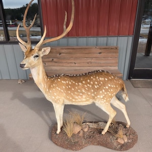 May include: Taxidermied deer with large antlers, tan fur with white spots, and a light-colored face. The deer is mounted on a brown, oval-shaped base with rocks and dried grass. The background includes a wooden bench and a red building.