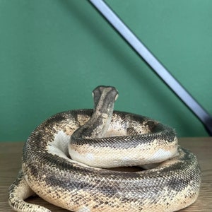 Real Python Taxidermy Mount - Etsy