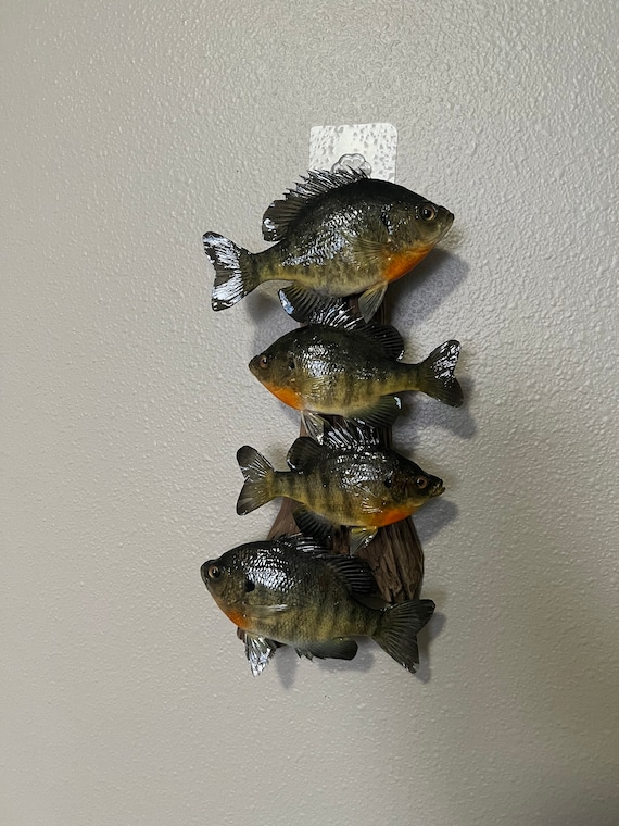 Beautiful Sunfish Bluegill Panfish Small Fish Taxidermy Wall Mount Art  Wildlife 