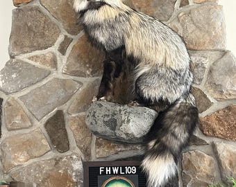 FHWL109 - Premium Fox Taxidermy Full Body Mount