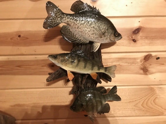 Beautiful Sunfish Crappie Perch Fish Taxidermy Wall Mount Art Wildlife