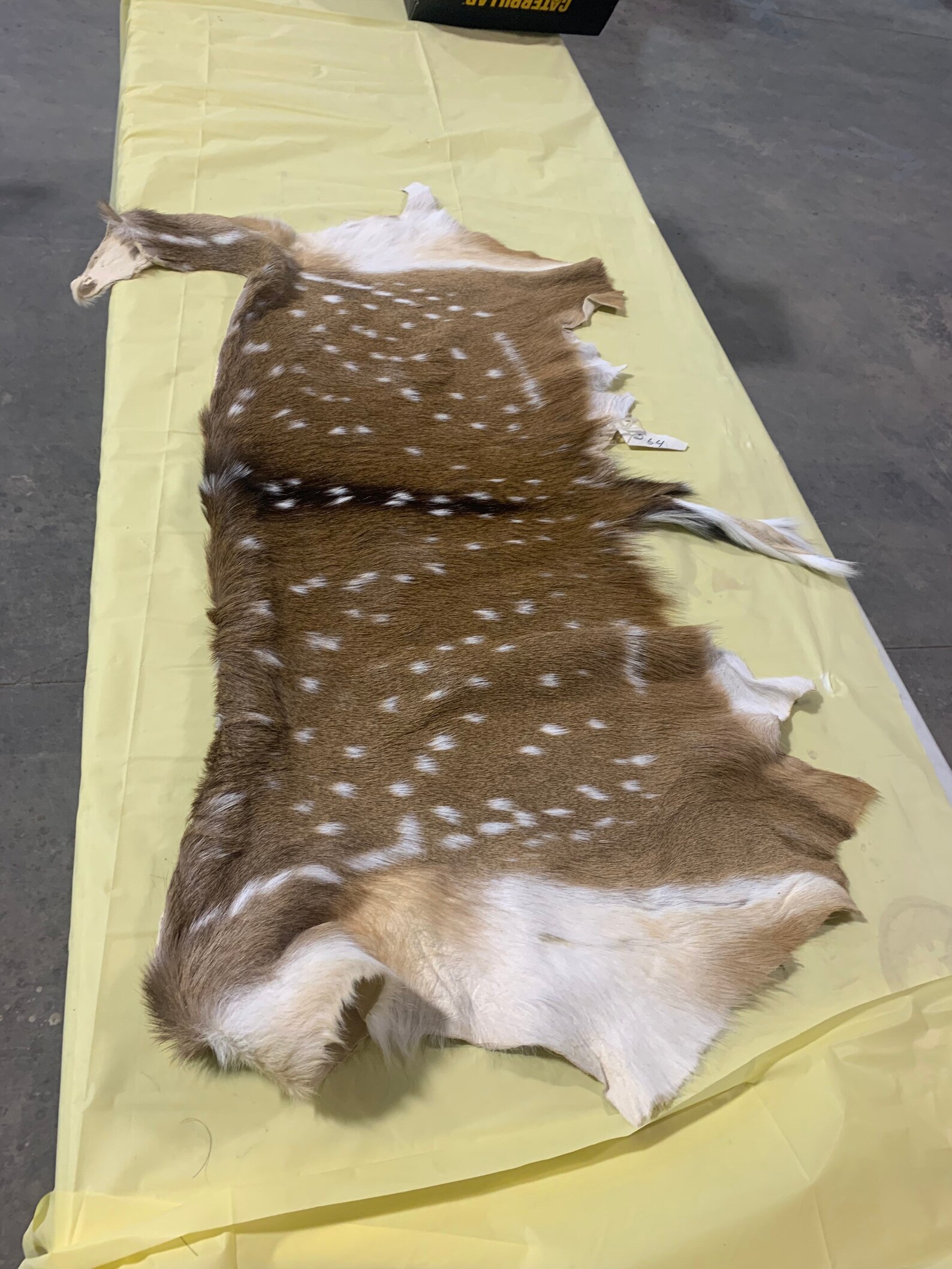 Real Soft tanned axis deer skin taxidermy pelt mount Etsy