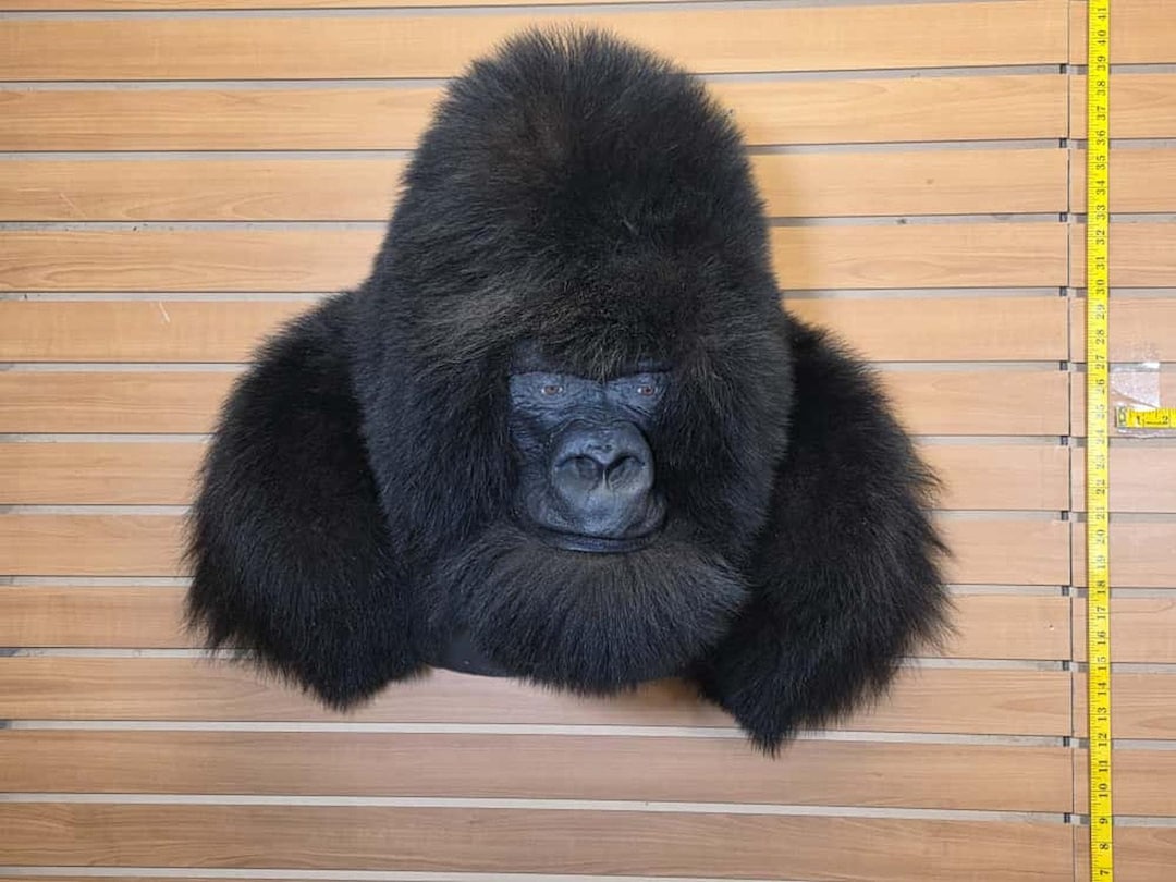 fhcm51-reproduction-gorilla-shoulder-mount-taxidermy-etsy