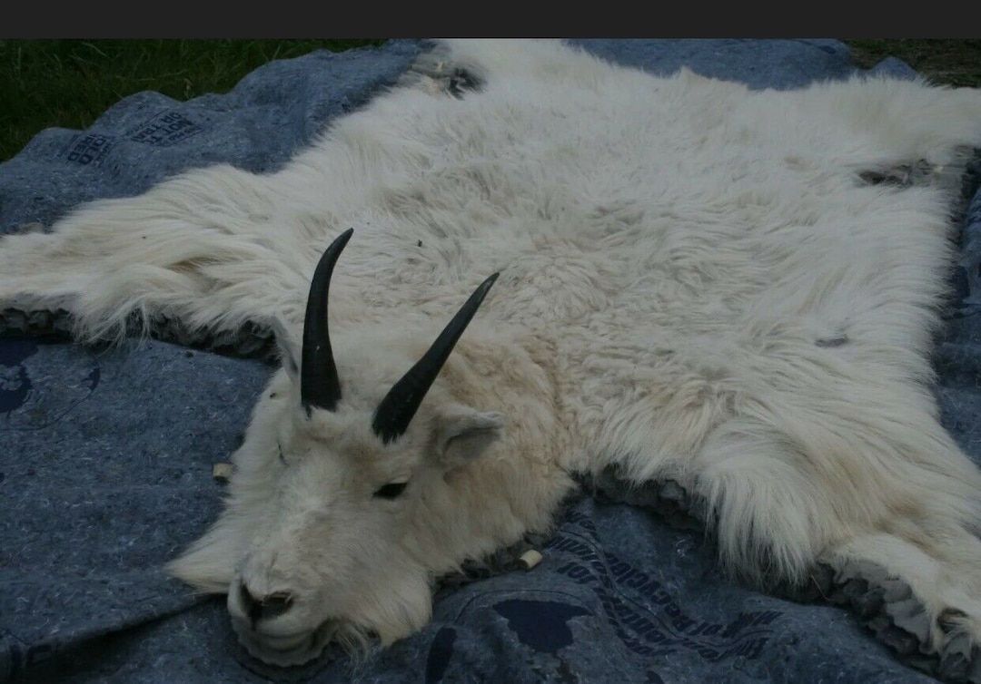 Rocky Mountain Goat Rug Taxidermy Mount - Etsy