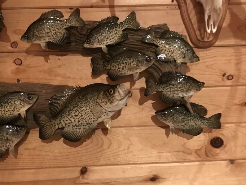 Beautiful Crappie Fish Taxidermy Wall Mount Wildlife Real Skin Etsy