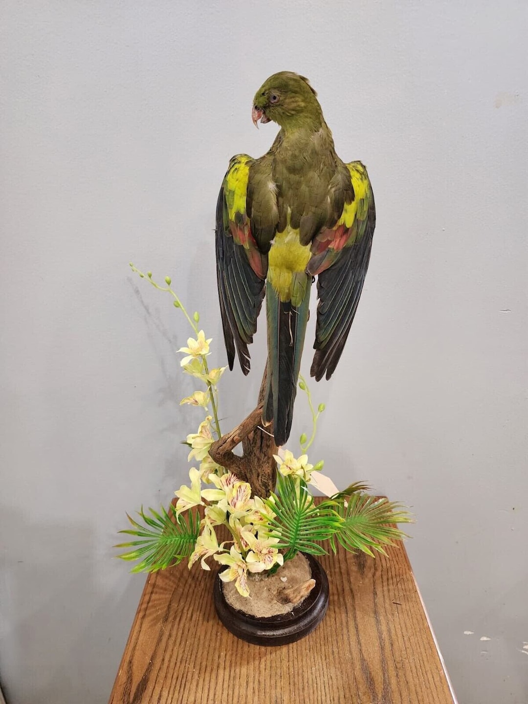 real-regent-parrot-taxidermy-mount-beautiful-colors-etsy