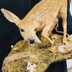 May include: A taxidermied fawn with tan fur and white spots, posed on a mossy base with a piece of wood, leaves, and small yellow flowers. The fawn is in a naturalistic pose, with its head down.