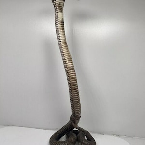 May include: A taxidermied cobra snake with a white and black patterned body. The snake is posed with its head raised and its body coiled.