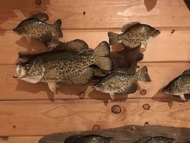 Beautiful Crappie Fish Taxidermy Wall Mount Wildlife Real Skin Etsy