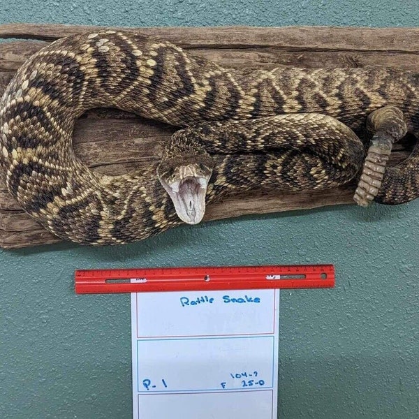 Real Massive Rattle Snake Taxidermy Mount