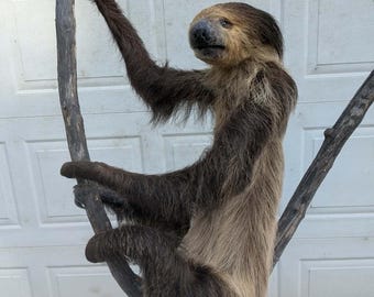 FHPAT159 - New Adult Sloth Taxidermy Mount Full Body