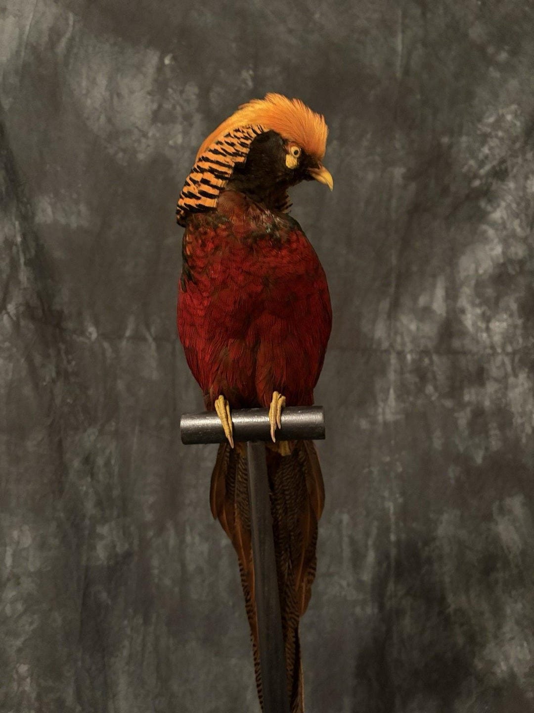 Jrada JRADA3 - Dark Throated Golden Pheasant Taxidermy Mount - Etsy