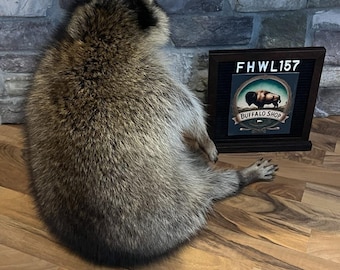 FHWL157 -premium Fat Raccoon Taxidermy Mount