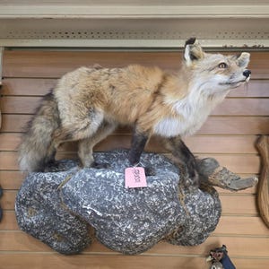 May include: A taxidermy red fox standing on a textured gray rock base. The fox has orange, white, and black fur, pointed ears, and a bushy tail. A small pink rectangular tag with the text "FH04501" is attached to the fox's front leg.