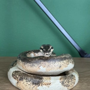 Real Python Taxidermy Mount - Etsy
