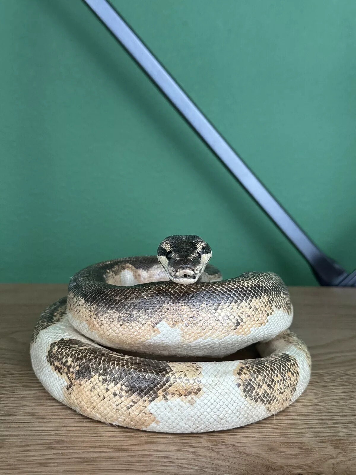 Mount Python Snake Real Python Taxidermy Mount - Etsy